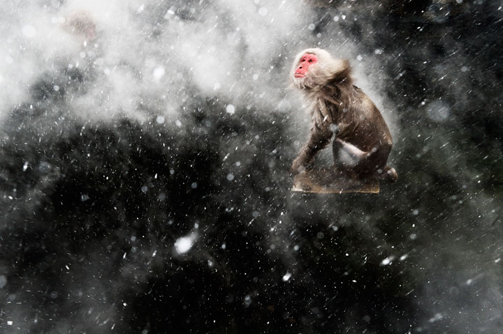 27-photographies-bluffantes-qui-ont-ete-primees-au-wildlife-photographer-20132