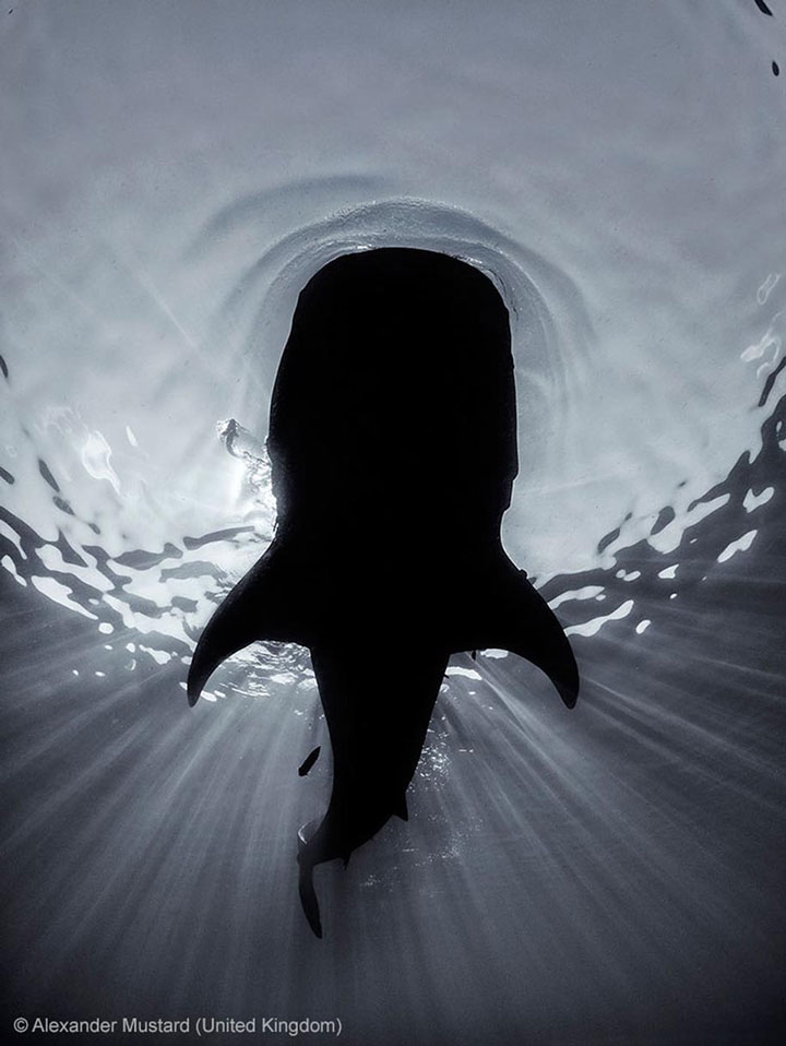 27-photographies-bluffantes-qui-ont-ete-primees-au-wildlife-photographer-201320