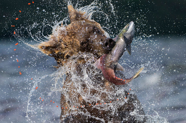 27-photographies-bluffantes-qui-ont-ete-primees-au-wildlife-photographer-201324
