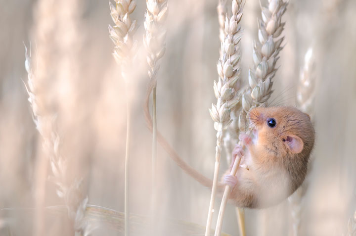 27-photographies-bluffantes-qui-ont-ete-primees-au-wildlife-photographer-201326