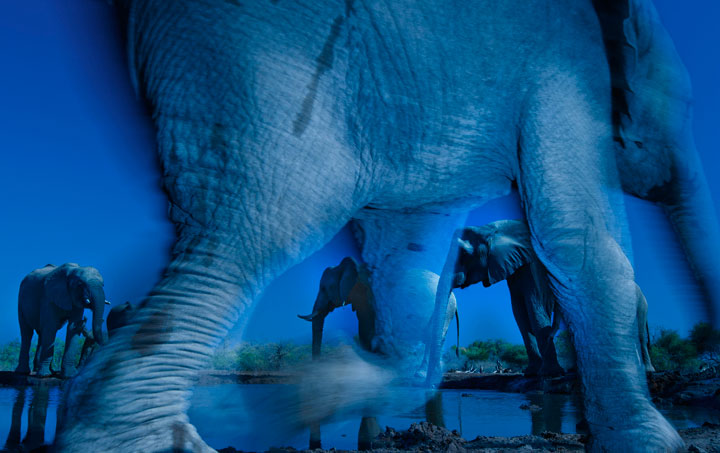 27-photographies-bluffantes-qui-ont-ete-primees-au-wildlife-photographer-201327