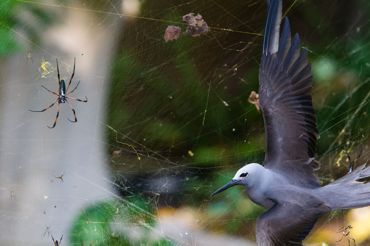27-photographies-bluffantes-qui-ont-ete-primees-au-wildlife-photographer-20133