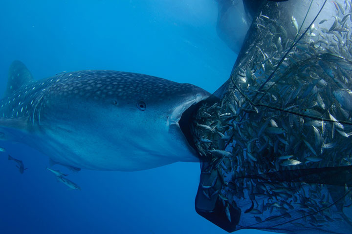 27-photographies-bluffantes-qui-ont-ete-primees-au-wildlife-photographer-20134