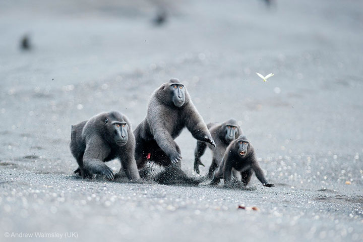 27-photographies-bluffantes-qui-ont-ete-primees-au-wildlife-photographer-20135