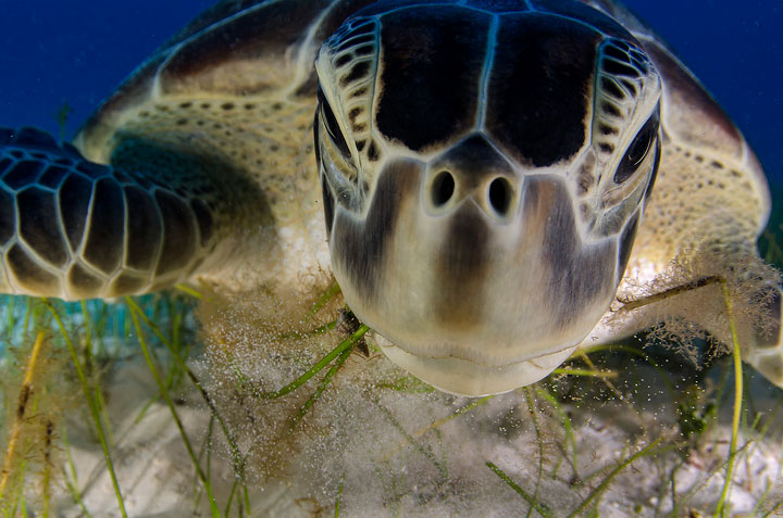27-photographies-bluffantes-qui-ont-ete-primees-au-wildlife-photographer-20136