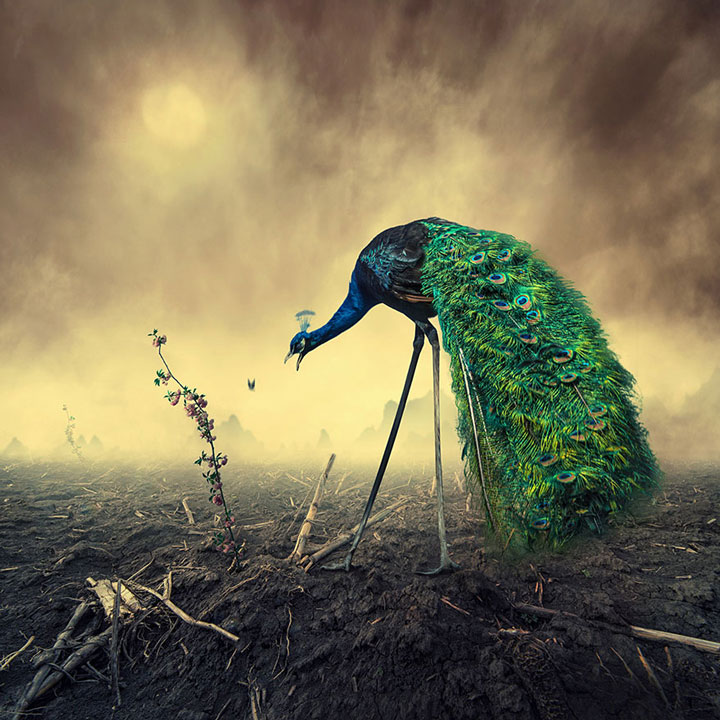 plongez-dans-lunivers-feerique-de-caras-a-travers-une-magnifique-serie-de-38-photographies16