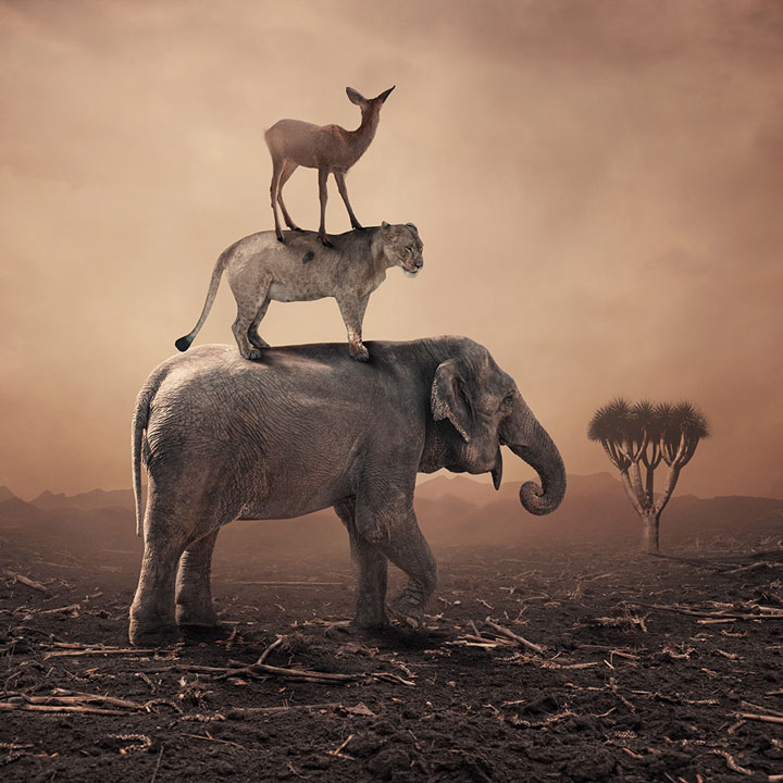 plongez-dans-lunivers-feerique-de-caras-a-travers-une-magnifique-serie-de-38-photographies34