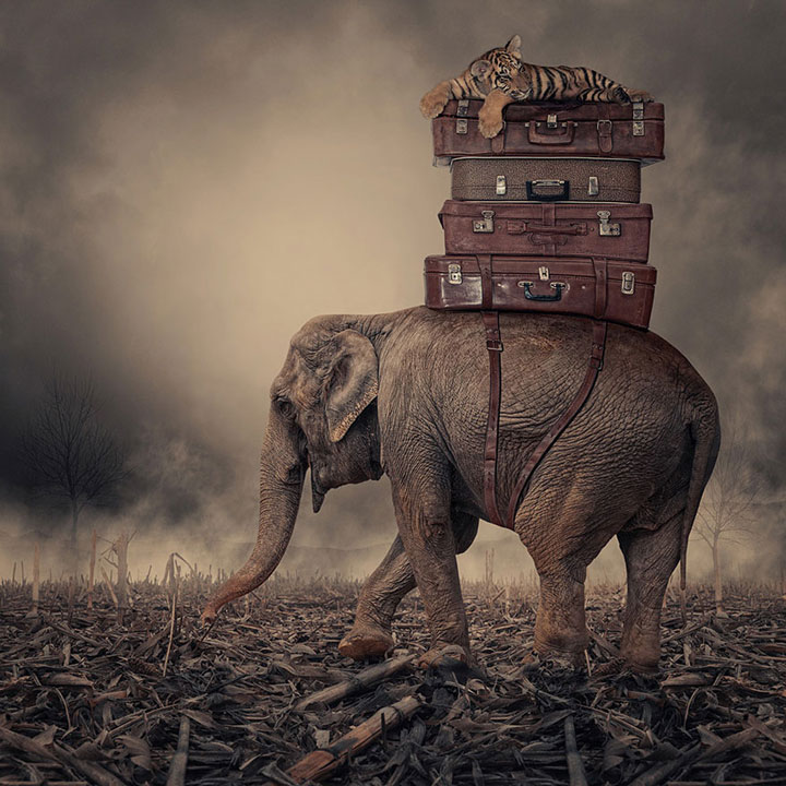 plongez-dans-lunivers-feerique-de-caras-a-travers-une-magnifique-serie-de-38-photographies36