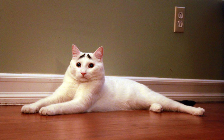 10-chats-au-pelage-etonnant1