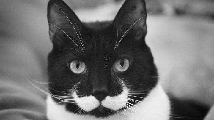 10-chats-au-pelage-etonnant11