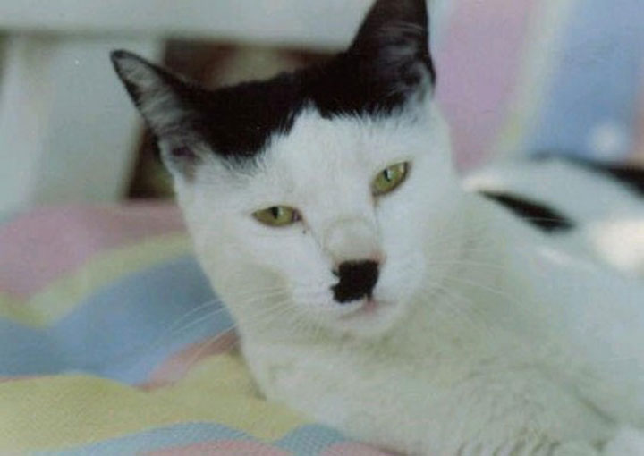 10-chats-au-pelage-etonnant14
