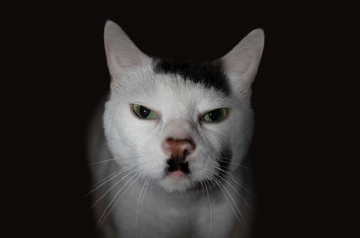10-chats-au-pelage-etonnant16