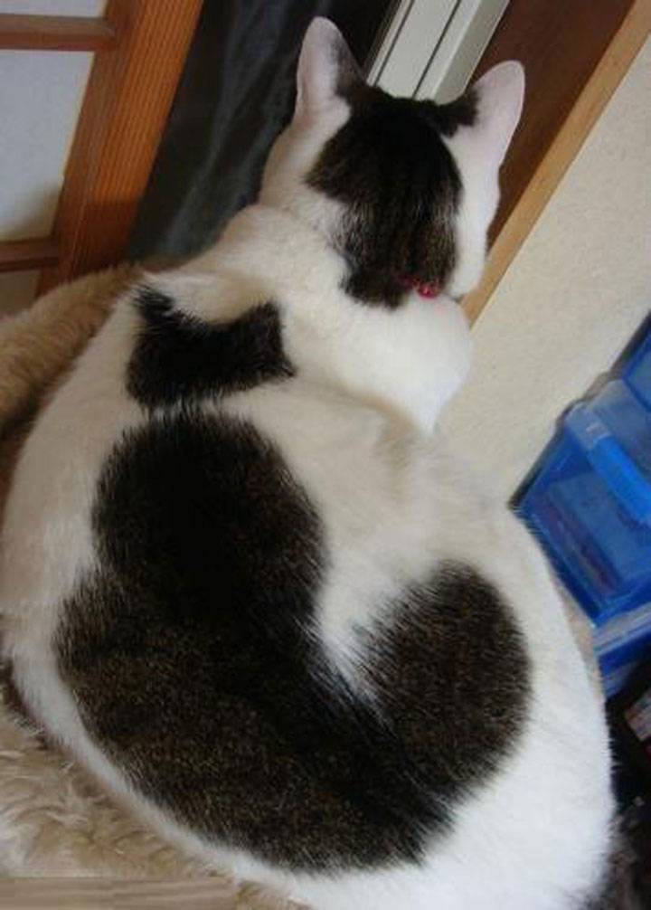 10-chats-au-pelage-etonnant17