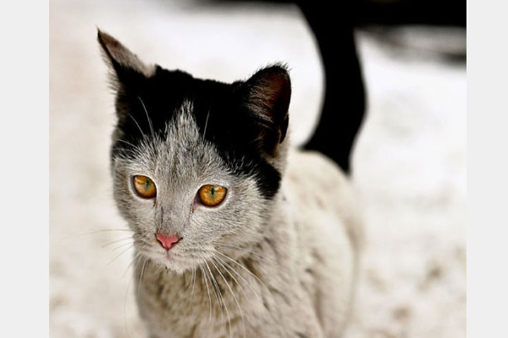 10-chats-au-pelage-etonnant20