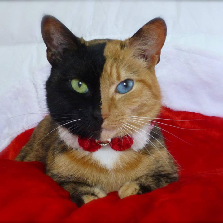 10-chats-au-pelage-etonnant4