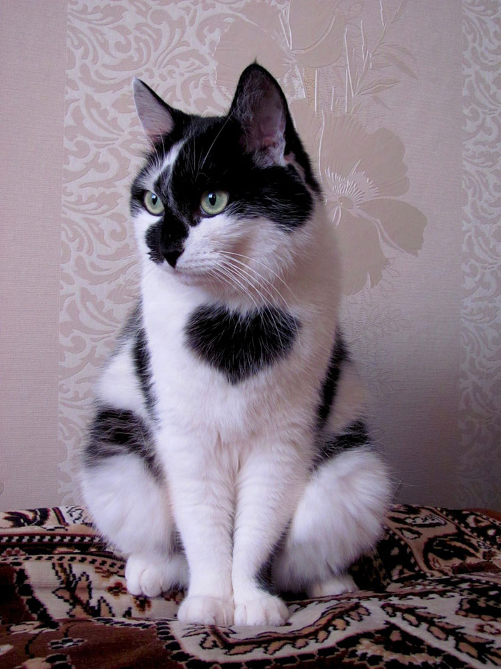 10-chats-au-pelage-etonnant8