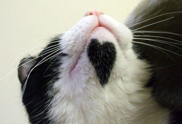 10-chats-au-pelage-etonnant9