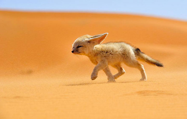 22-sublimes-photographies-danimaux-prises-durant-le-concours-national-geographic-1
