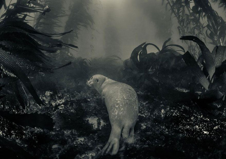 22-sublimes-photographies-danimaux-prises-durant-le-concours-national-geographic-10