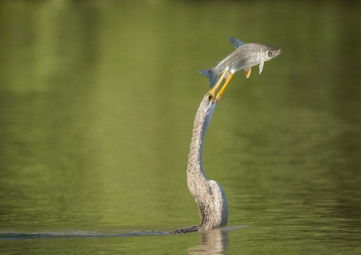 22-sublimes-photographies-danimaux-prises-durant-le-concours-national-geographic-12