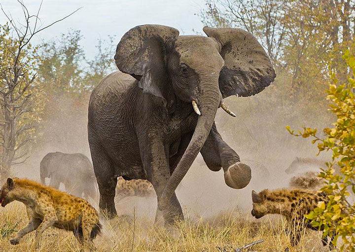 22-sublimes-photographies-danimaux-prises-durant-le-concours-national-geographic-13