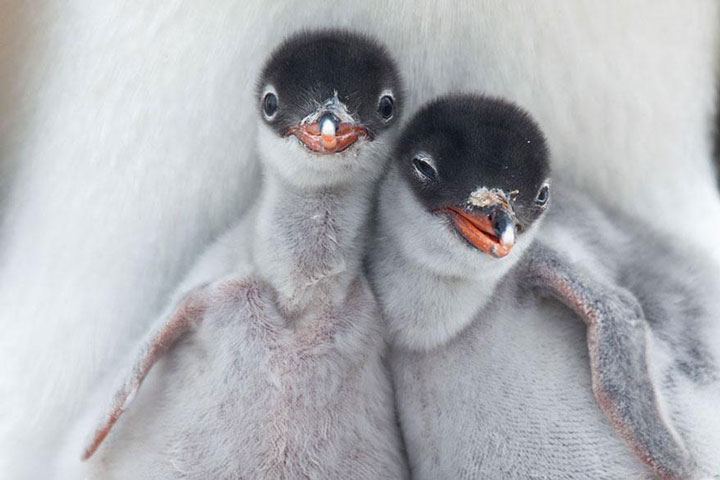 22-sublimes-photographies-danimaux-prises-durant-le-concours-national-geographic-14