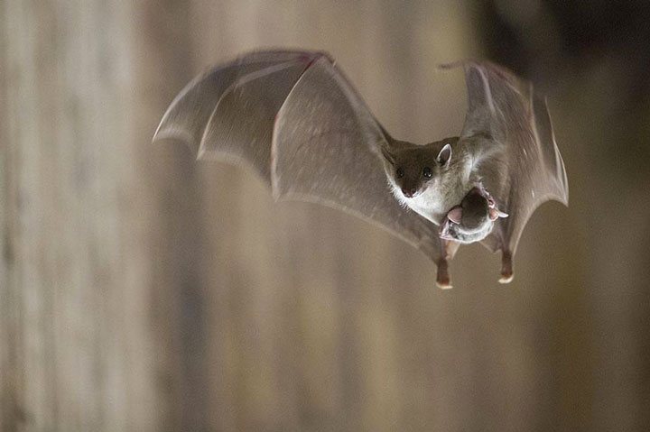 22-sublimes-photographies-danimaux-prises-durant-le-concours-national-geographic-18