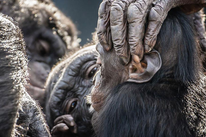 22-sublimes-photographies-danimaux-prises-durant-le-concours-national-geographic-19