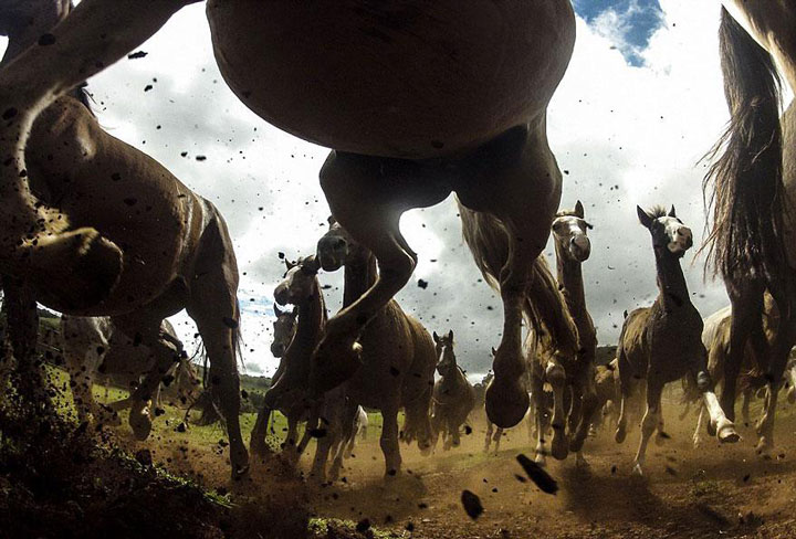 22-sublimes-photographies-danimaux-prises-durant-le-concours-national-geographic-2