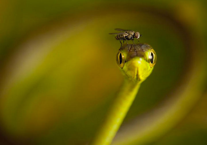 22-sublimes-photographies-danimaux-prises-durant-le-concours-national-geographic-3