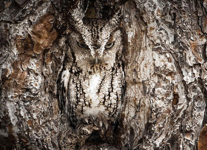 22-sublimes-photographies-danimaux-prises-durant-le-concours-national-geographic-4