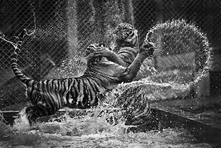 22-sublimes-photographies-danimaux-prises-durant-le-concours-national-geographic-6