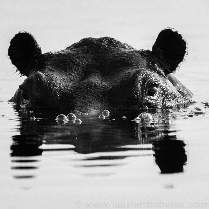 decouvrez-les-animaux-dafrique-comme-vous-ne-les-avez-jamais-vus-avec-les-exceptionnelles-photographies-de-laurent12