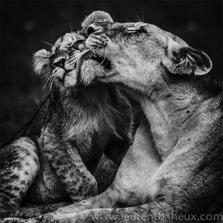 decouvrez-les-animaux-dafrique-comme-vous-ne-les-avez-jamais-vus-avec-les-exceptionnelles-photographies-de-laurent27