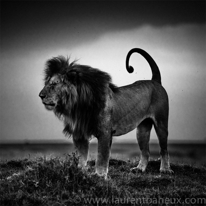 decouvrez-les-animaux-dafrique-comme-vous-ne-les-avez-jamais-vus-avec-les-exceptionnelles-photographies-de-laurent37