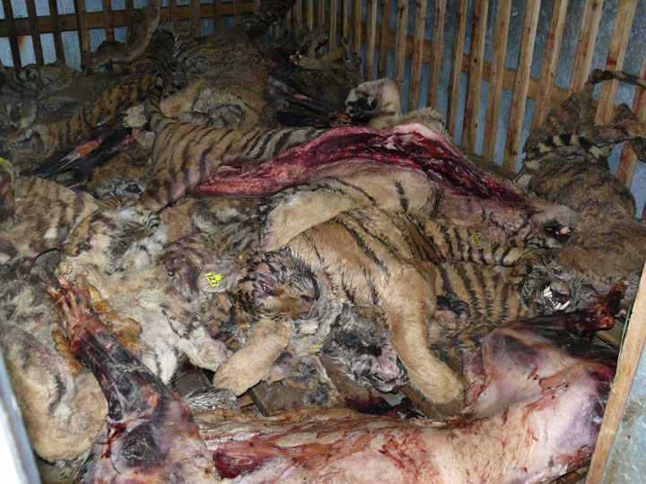 des-tigres-sont-affames-et-maltraites-pour-ensuite-etre-transformes-en-vin-hors-de-prix4