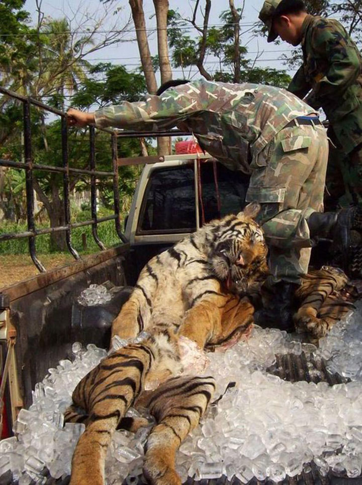 en-chine-des-criminels-detournent-la-loi-en-affamant-des-tigres-jusqua-leur-mort-afin-de-produire-du-vin4