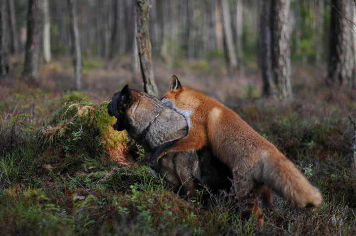 faites-le-plein-de-tendresse-avec-cette-magnifique-histoire-damitie-entre-un-chien-et-un-renard3