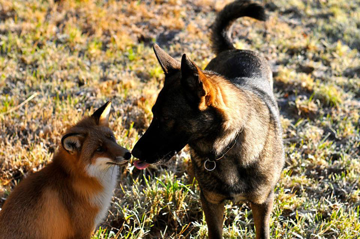 faites-le-plein-de-tendresse-avec-cette-magnifique-histoire-damitie-entre-un-chien-et-un-renard33