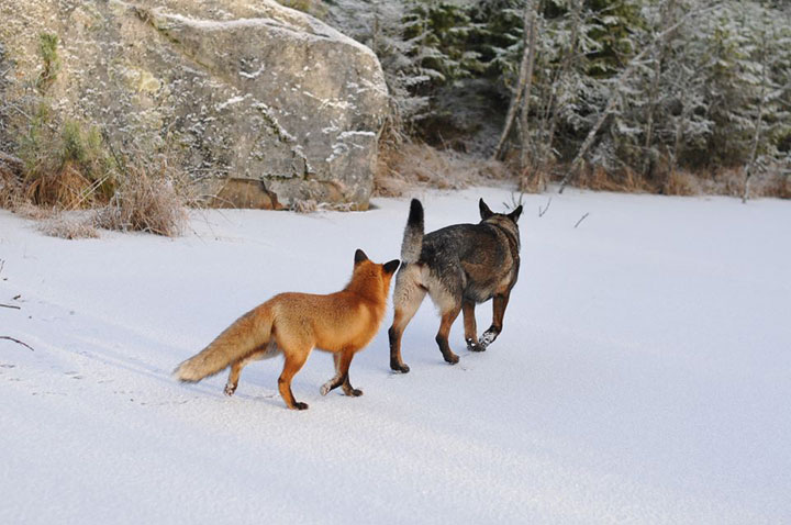 faites-le-plein-de-tendresse-avec-cette-magnifique-histoire-damitie-entre-un-chien-et-un-renard34