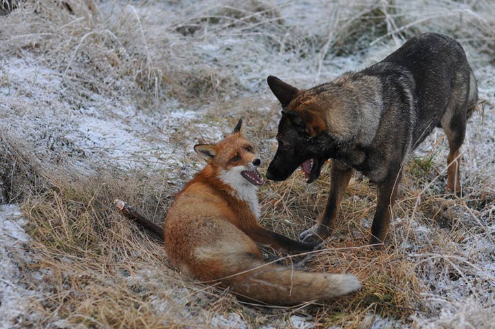 faites-le-plein-de-tendresse-avec-cette-magnifique-histoire-damitie-entre-un-chien-et-un-renard36