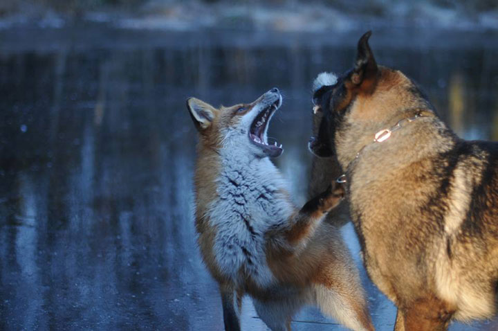 faites-le-plein-de-tendresse-avec-cette-magnifique-histoire-damitie-entre-un-chien-et-un-renard37