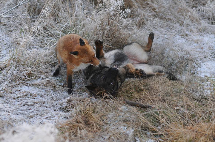 faites-le-plein-de-tendresse-avec-cette-magnifique-histoire-damitie-entre-un-chien-et-un-renard40