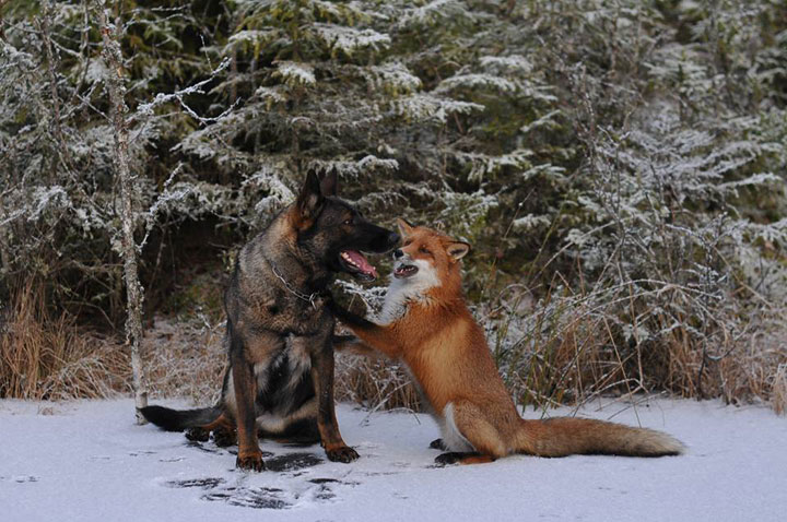 faites-le-plein-de-tendresse-avec-cette-magnifique-histoire-damitie-entre-un-chien-et-un-renard41