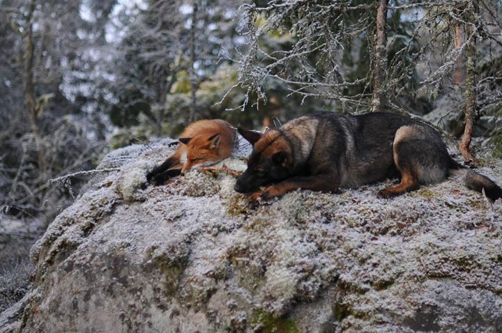 faites-le-plein-de-tendresse-avec-cette-magnifique-histoire-damitie-entre-un-chien-et-un-renard42