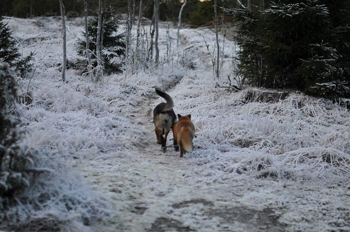 faites-le-plein-de-tendresse-avec-cette-magnifique-histoire-damitie-entre-un-chien-et-un-renard43