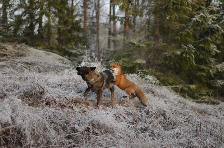faites-le-plein-de-tendresse-avec-cette-magnifique-histoire-damitie-entre-un-chien-et-un-renard44