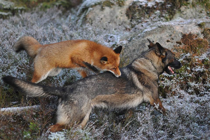 faites-le-plein-de-tendresse-avec-cette-magnifique-histoire-damitie-entre-un-chien-et-un-renard46