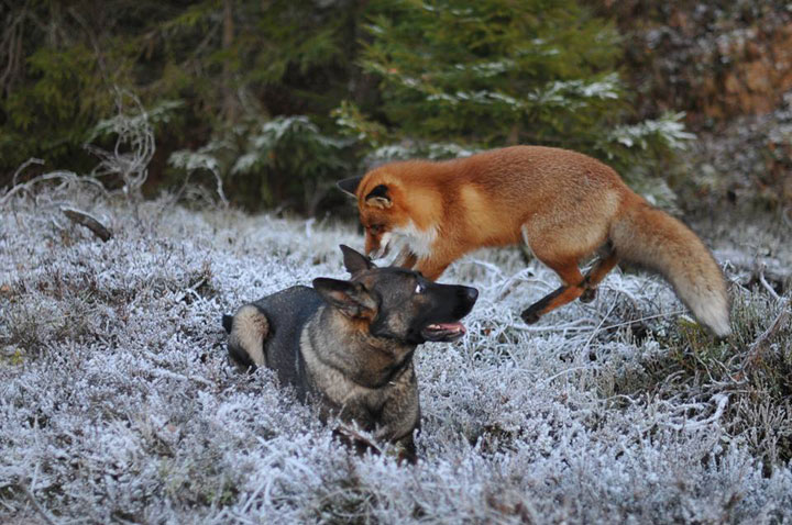 faites-le-plein-de-tendresse-avec-cette-magnifique-histoire-damitie-entre-un-chien-et-un-renard47