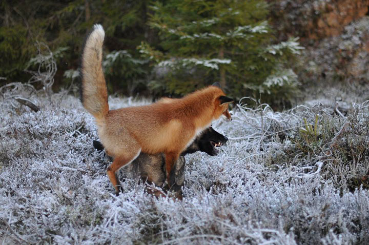 faites-le-plein-de-tendresse-avec-cette-magnifique-histoire-damitie-entre-un-chien-et-un-renard5
